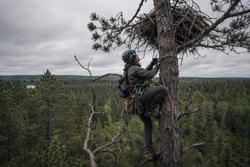 A wildlife researcher in field gear, climbing a tall pine tree toward a large stick nest, an overcast sky above, dense Michigan forest below
